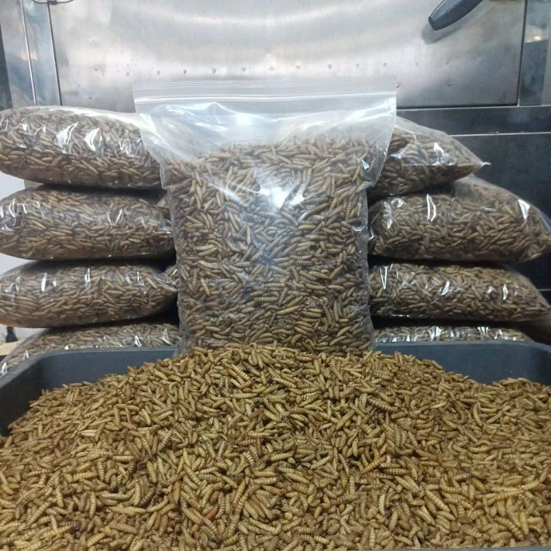 Maggot Kering GRADE A kemasan 1kg untuk pakan koi,arwana,chana,burung reptil.