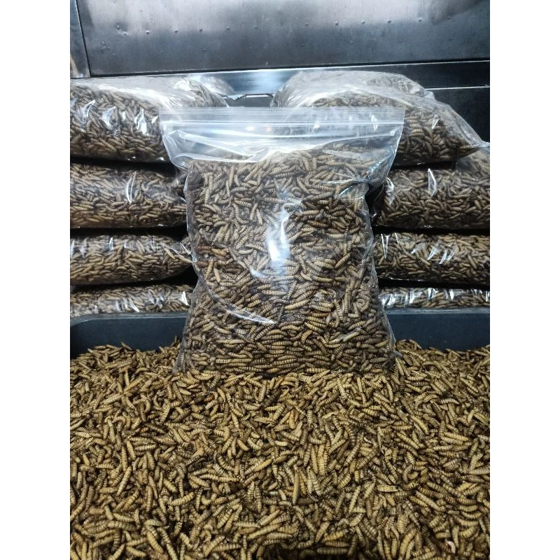 Maggot Kering GRADE A kemasan 1kg untuk pakan koi,arwana,chana,burung reptil.